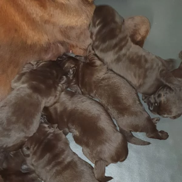 Labrador choccolat cuccioli  | Foto 0