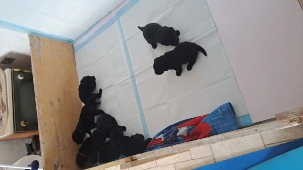 Cuccioli di labrador neri | Foto 1