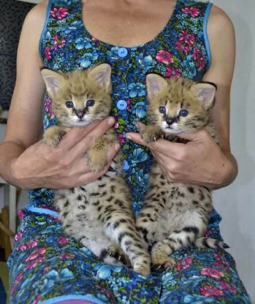 disponibili bellissimi cuccioli serval