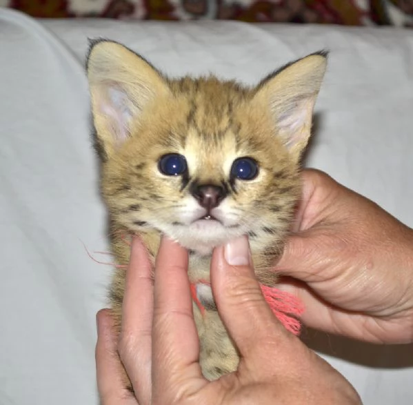 disponibili bellissimi cuccioli serval | Foto 6