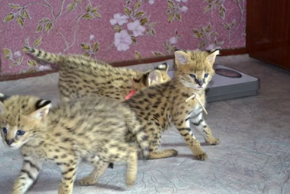 disponibili bellissimi cuccioli serval | Foto 5
