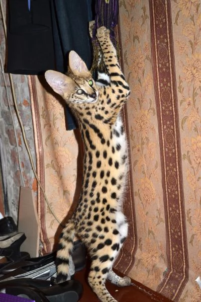 disponibili bellissimi cuccioli serval | Foto 3