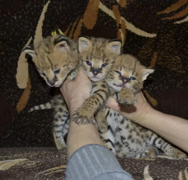 disponibili bellissimi cuccioli serval | Foto 0