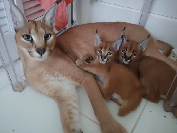 gattini caracal disponibili per famiglie a basso reddito | Foto 4