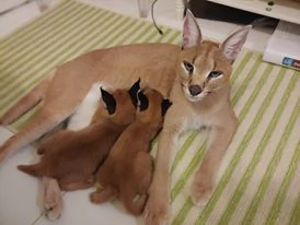 gattini caracal disponibili per famiglie a basso reddito | Foto 0