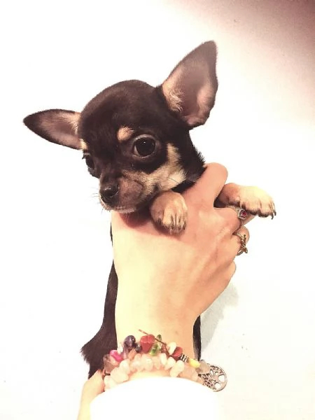 Chihuahua Toy femmine nero focato | Foto 0