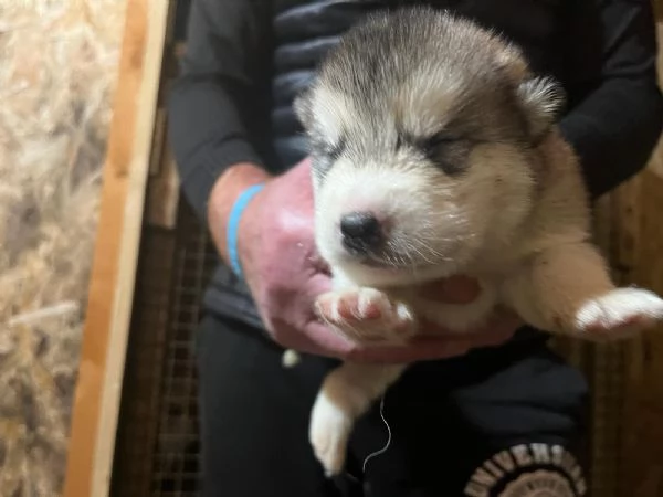 Vendo cuccioli Alaskan  | Foto 3