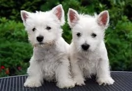 Cuccioli di West Highland White Terrier Cuccioli