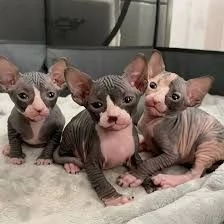 4 bellissimi gattini di razza TICA Sphynx