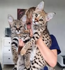disponibile una coppia di gatti della savannah molto giocosi
