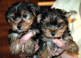 bellissimi cuccioli di yorkshire terrier