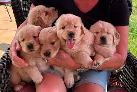 Disponibili subito bellissimi cuccioli di Golden Retriever in buona salute