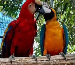 uccelli parlanti Ara catalina e Ara blu e oro disponibili