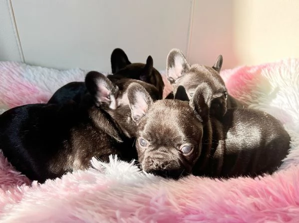 4 femminucce di bulldog francese con pedigree ENCI | Foto 0