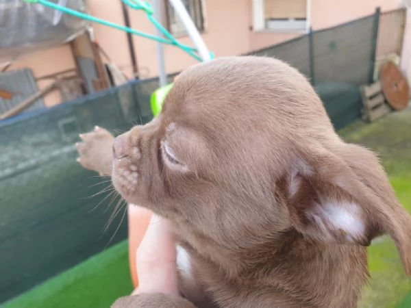 Chihuahua carinissimi 