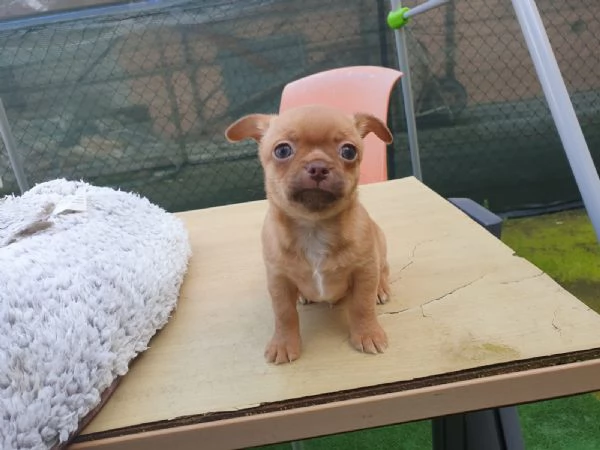 Chihuahua carinissimi  | Foto 2