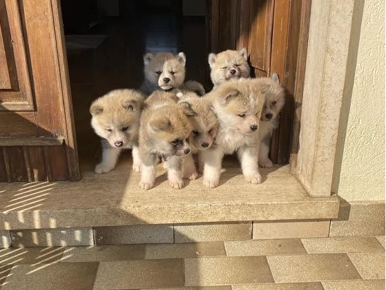 Cuccioli Akita inu | Foto 1