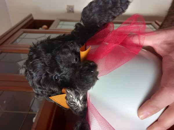 Cucciolo di barboncino nero maschio  | Foto 1
