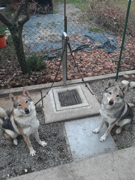 Coppia di lupo Cecoslovacco cerca nuova casa