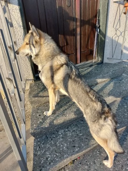 Coppia di lupo Cecoslovacco cerca nuova casa | Foto 0