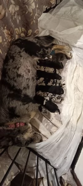 8 cuccioli di pastore apuano  | Foto 0
