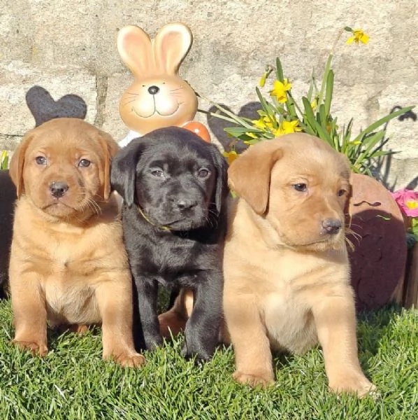 Cuccioli di Labrador disponibili in diversi colori