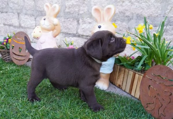 Cuccioli di Labrador disponibili in diversi colori | Foto 3