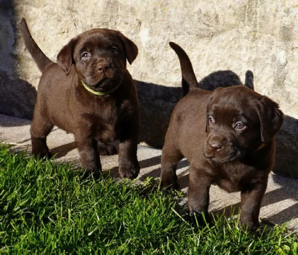 Cuccioli di Labrador disponibili in diversi colori | Foto 2