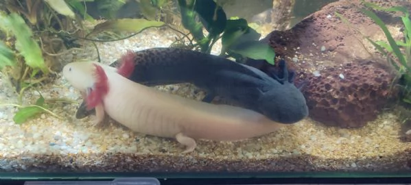 Vendesi Axolotl