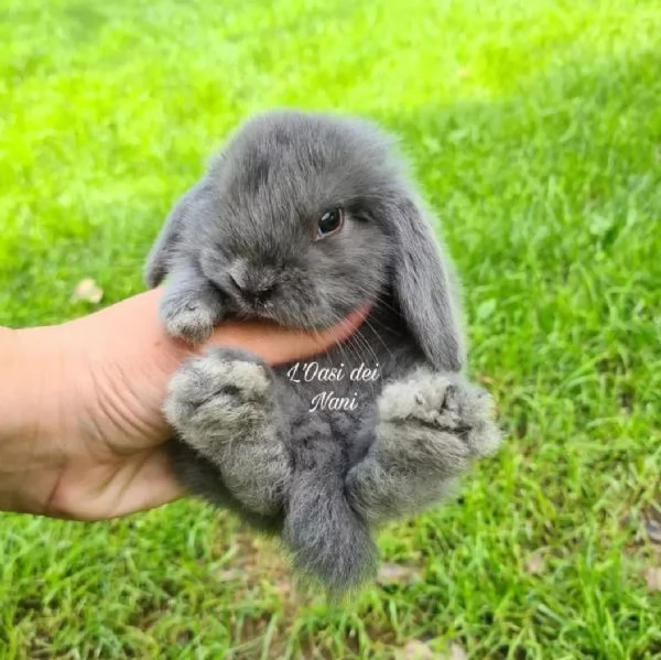 Cuccioli di coniglio di razza Ariete Nano Blu  | Foto 1
