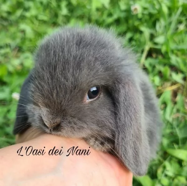Cuccioli di coniglio di razza Ariete Nano Blu  | Foto 0