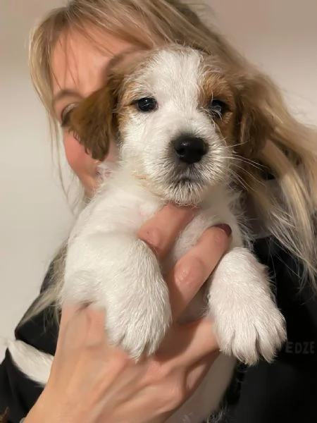 Cuccioli Jack Russell Terrier a pelo ruvido