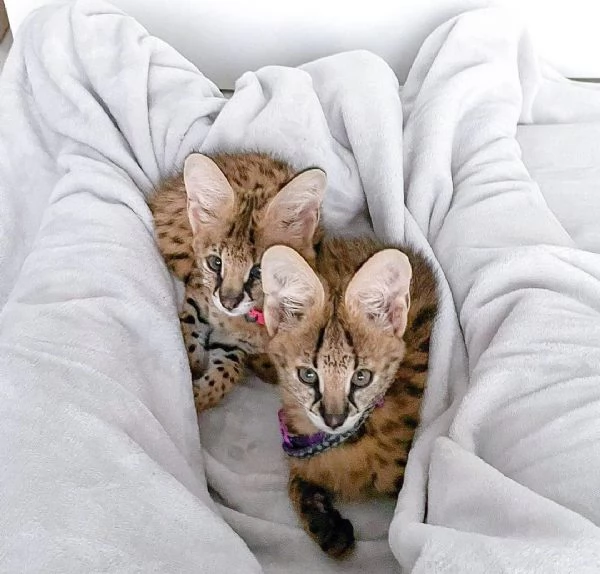 disponibili cuccioli serval | Foto 6