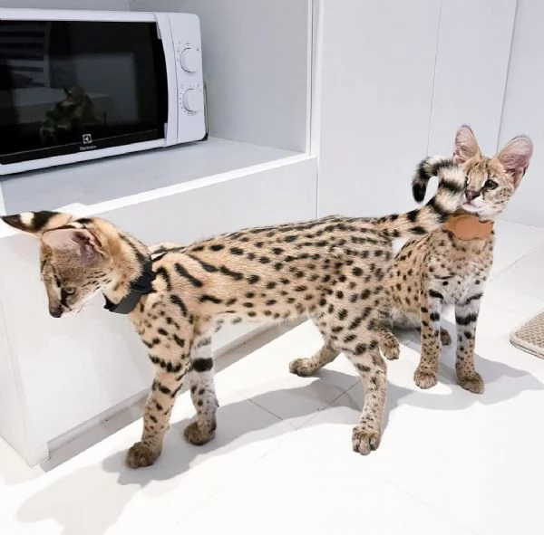 disponibili cuccioli serval | Foto 5