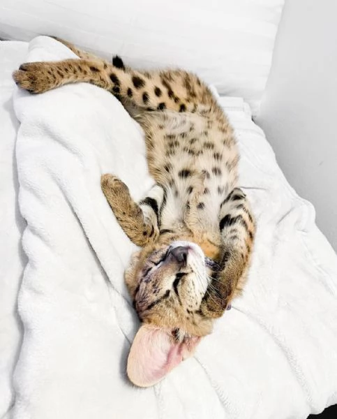 disponibili cuccioli serval | Foto 0