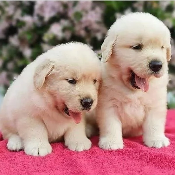 Meravigliosi cuccioli Golden Retriever | Foto 0
