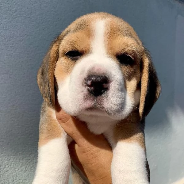  regalo Beagle cuccioli meravigliosi  