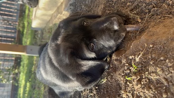 Cuccioli di Labrador Retriever | Foto 0