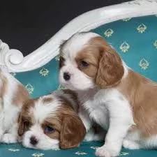 Adorabili cuccioli di Cavalier King Charles | Foto 1