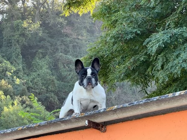 Disponibile cucciola di bulldog francese  | Foto 3