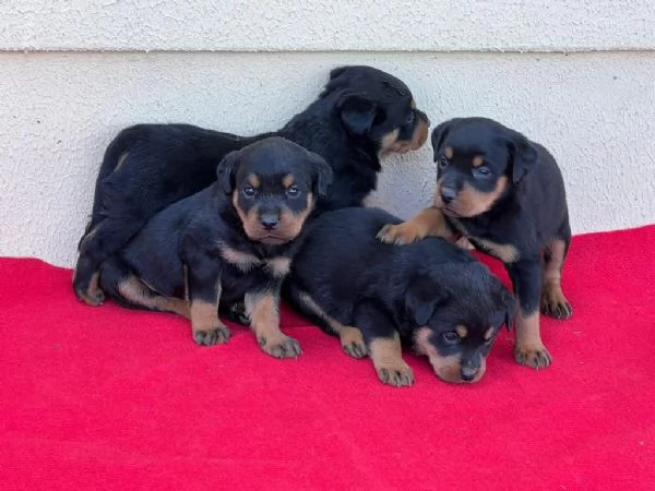 Regala cuccioli di Rottweiler  | Foto 0