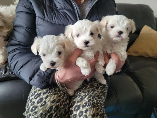 Cuccioli di maltese bianco puro  PRONTI A PARTIRE  | Foto 1