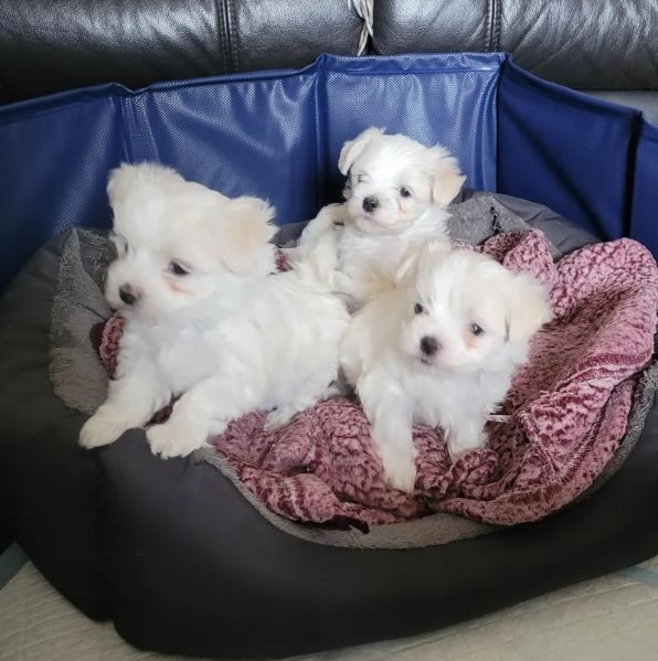Cuccioli di maltese bianco puro  PRONTI A PARTIRE  | Foto 0