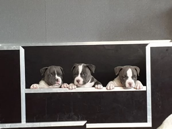 Sono disponibili due cuccioli | Foto 3