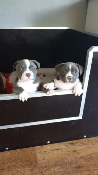 Sono disponibili due cuccioli | Foto 2