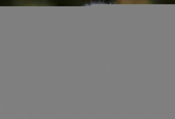 Bichon Frise cucciolo maschio | Foto 6