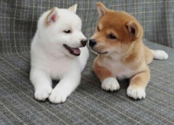 REGALO due cuccioli di Shiba Inu per ladozione disponibili per una buona case i cuccioli sono ben 