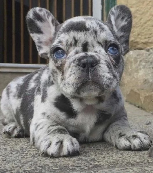 REGALO Cuccioli di Bulldog Francese bellissimi cuccioli disponibili carattere adorabile sono docil