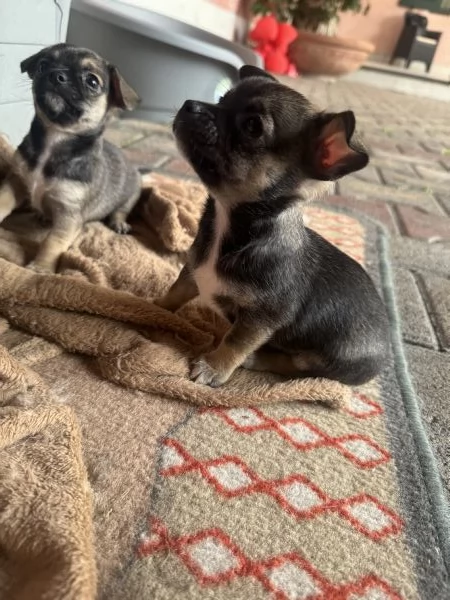 Vendo cucciola di Chihuahua | Foto 3