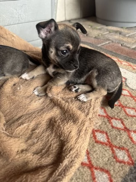 Vendo cucciola di Chihuahua | Foto 1